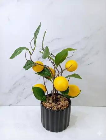 PLANTAS LIMONERO ARTIFICIAL