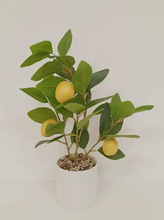 PLANTITA LIMON C/MACETA